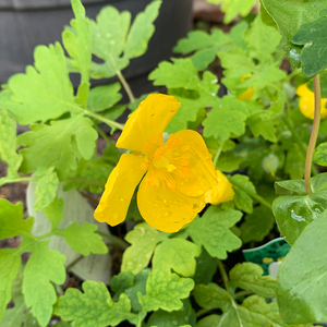 Stylophorum diphyllum Q01