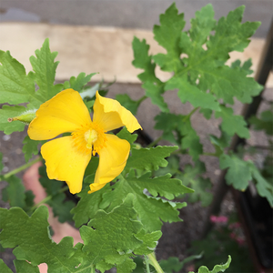 Stylophorum diphyllum Q01