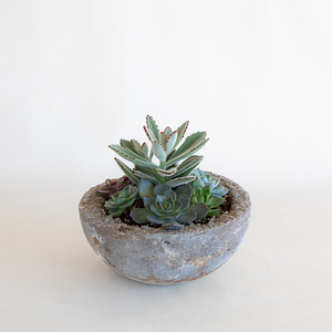 Succulent Garden Bowl Medium
