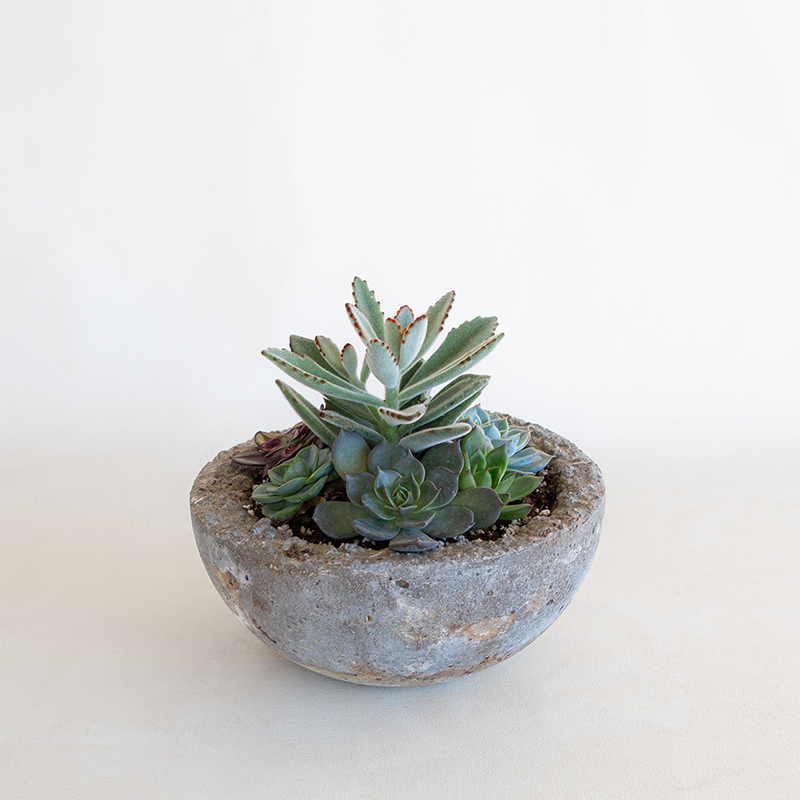 Succulent Garden Bowl Medium