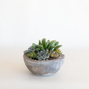 Succulent Garden Bowl Small