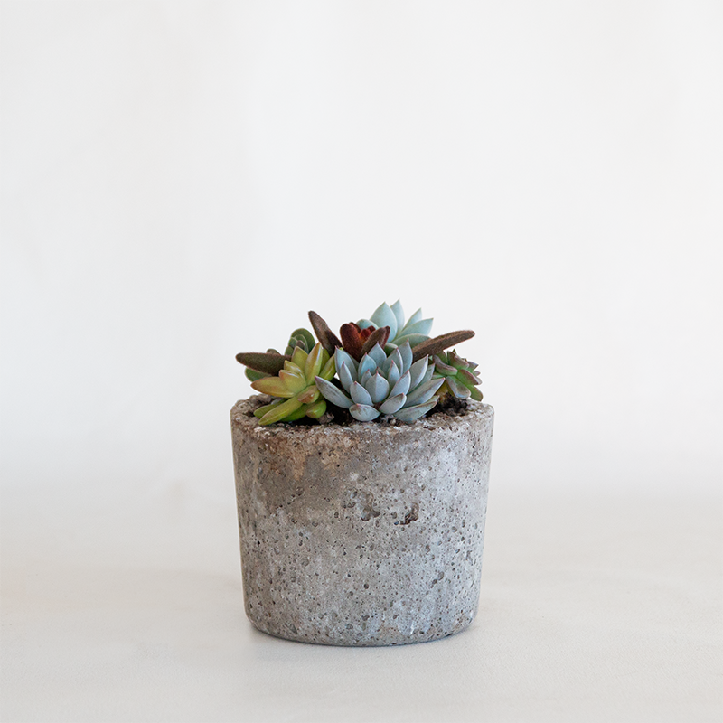 Succulent Garden Round Small