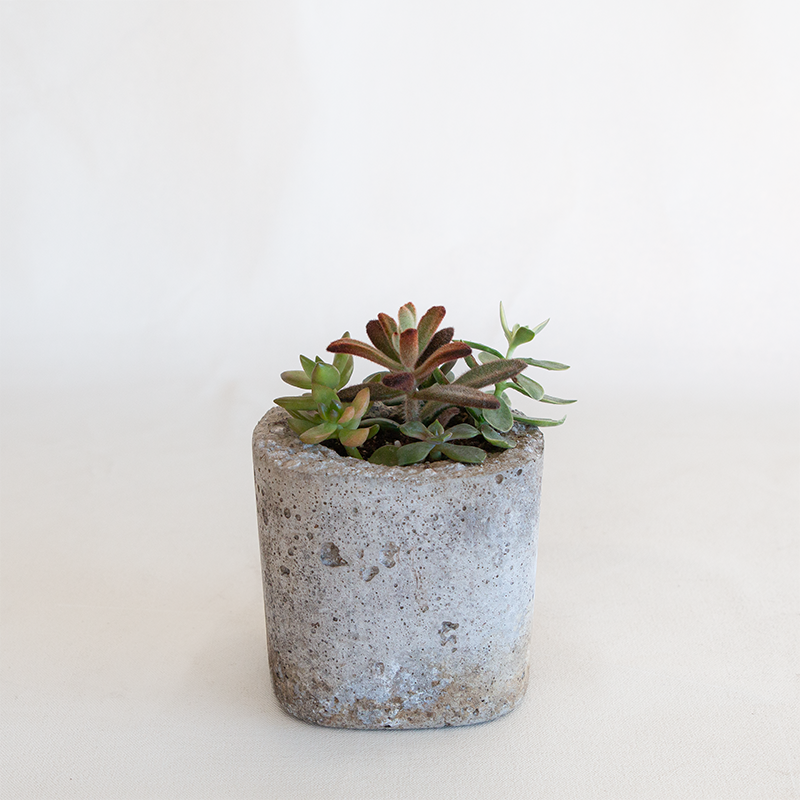 Succulent Garden Square Small