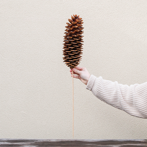 Sugar Pinecone on Stem