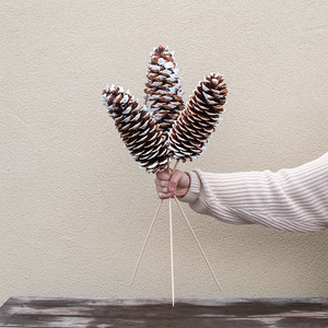 Sugar Pinecone White Tipped on Stem