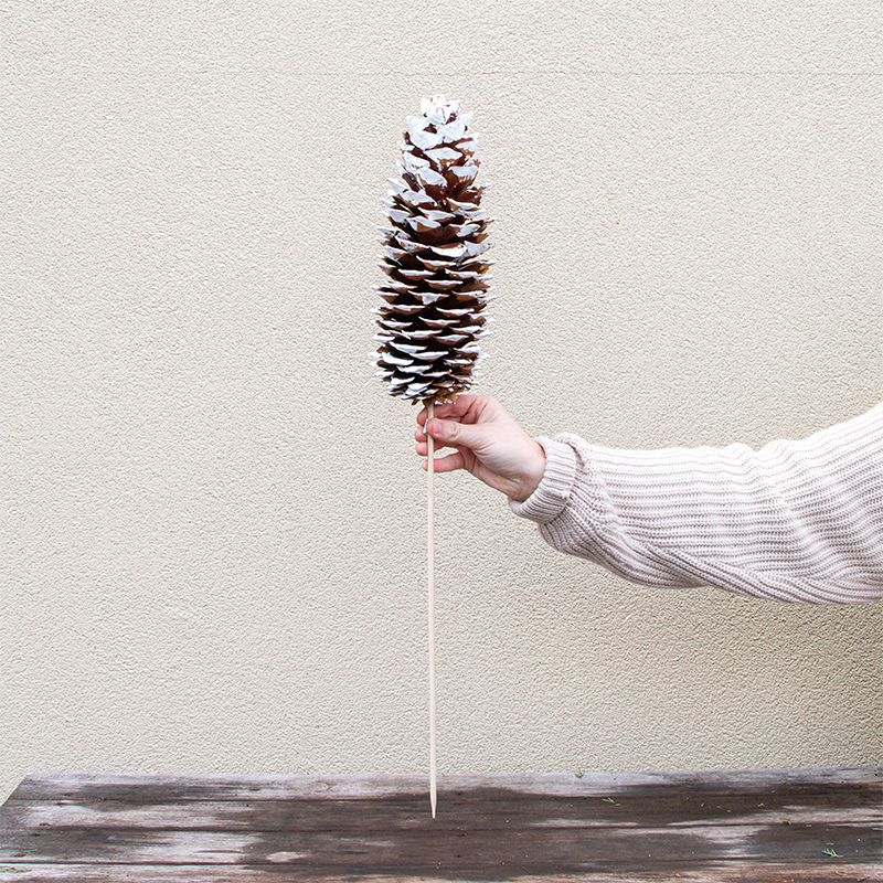 Sugar Pinecone White Tipped on Stem