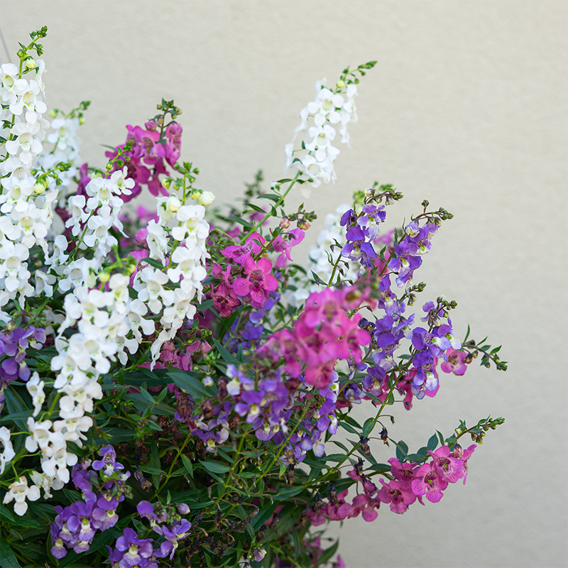 Summer Bouquet 10" Hanging Basket