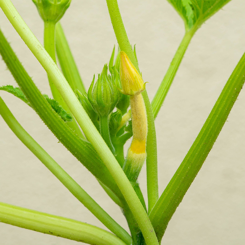 Squash Summer 'Yellowfin F1' 3.5"