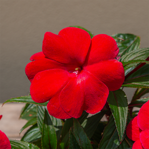 SunPatiens 'Deep Red' 4"