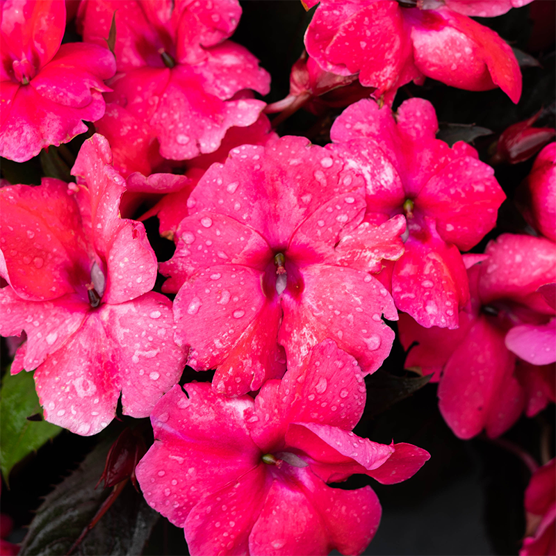 SunPatiens 'Deep Rose' 4"