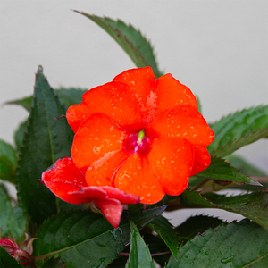 SunPatiens 'Electric Orange' 4"
