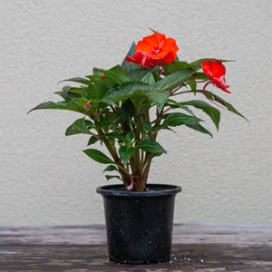 SunPatiens 'Electric Orange' 4"