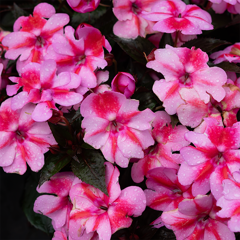 SunPatiens 'Red Candy' 4"