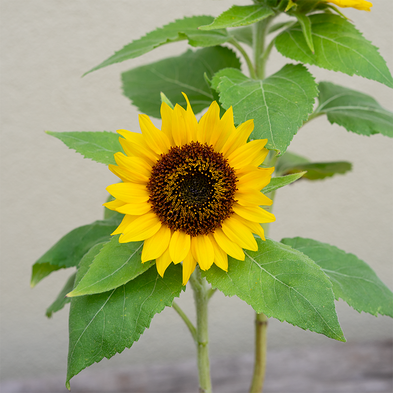 Sunflower 'Big Smile' 4"