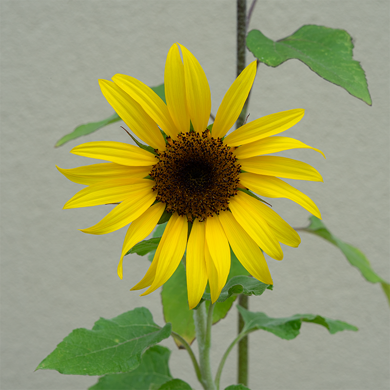 Sunflower 'Firecracker' 4"