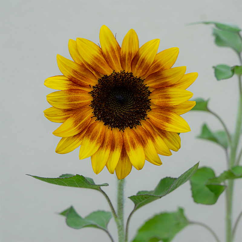 Sunflower 'Firecracker' 4"