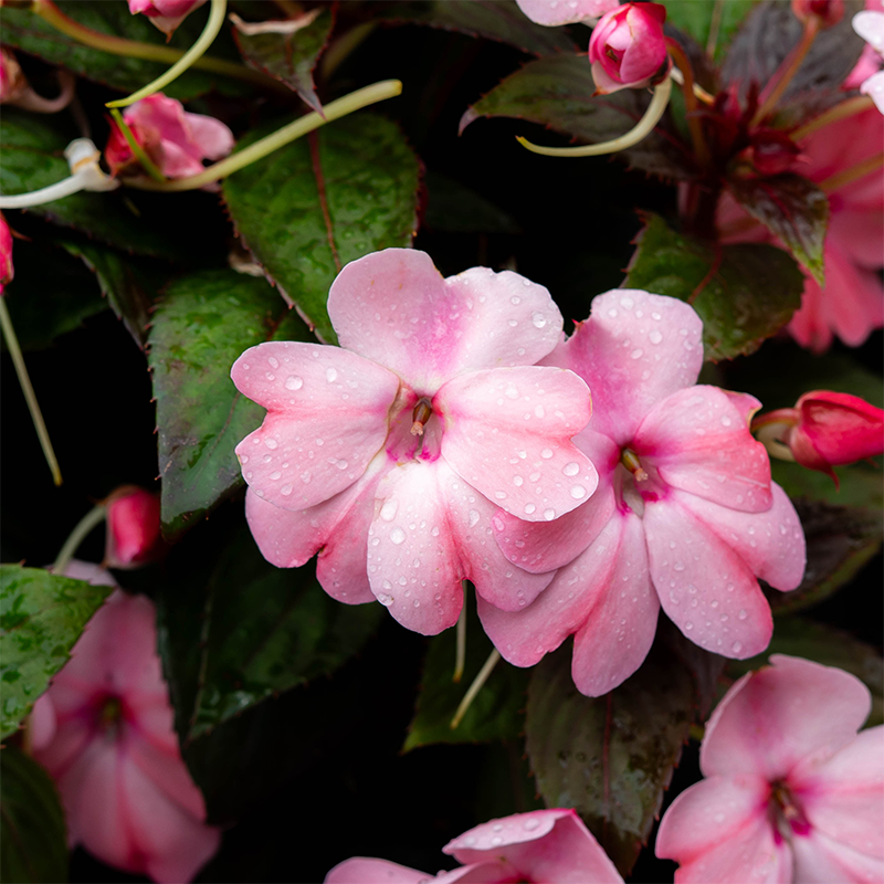 SunPatiens 'Blush Pink' 4"