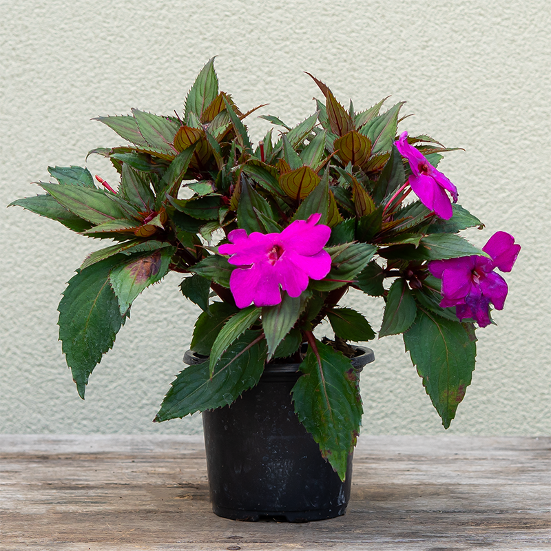SunPatiens 'Purple' 4"