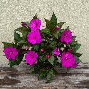 SunPatiens 'Purple' 4"
