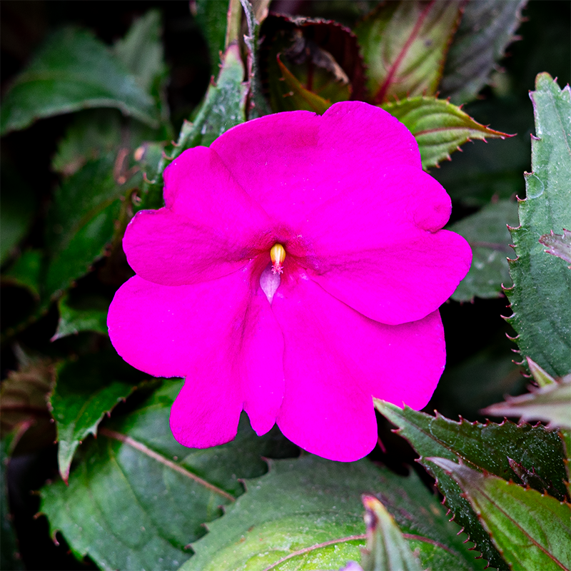SunPatiens 'Purple' 4"