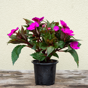 SunPatiens 'Purple' 4"