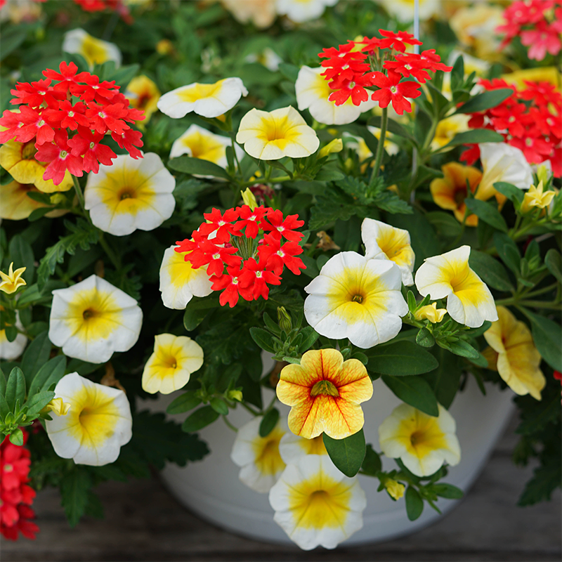 Sunshine Days 10" Hanging Basket