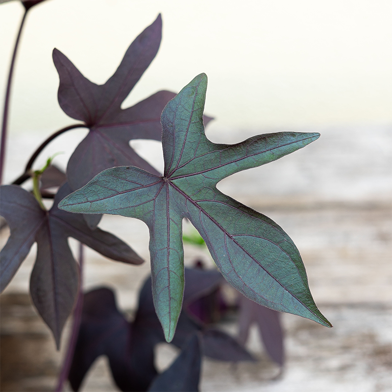 Sweet Potato Vine Black 4"