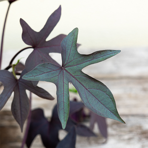 Sweet Potato Vine Black 4"