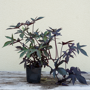 Sweet Potato Vine Black 4"