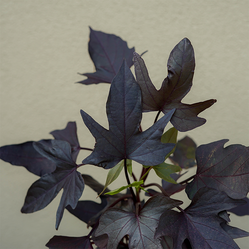 Sweet Potato Vine 'Manihi' 4"