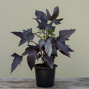 Sweet Potato Vine 'Manihi' 4"