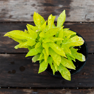 Sweet Potato Vine 'Sidekick Lime' 4"