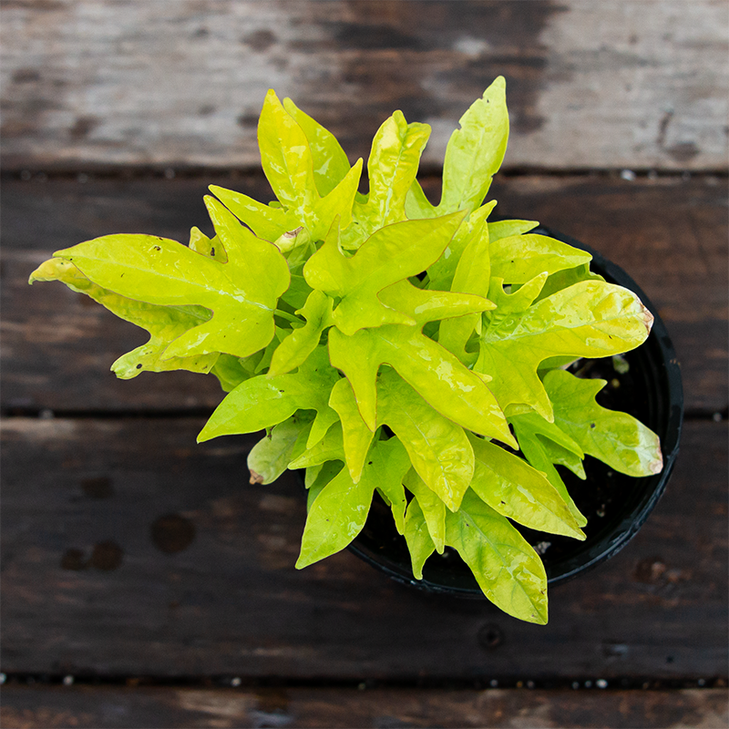 Sweet Potato Vine 'Sidekick Lime' 4"