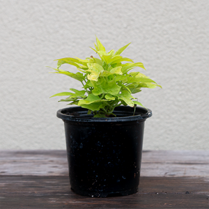 Sweet Potato Vine 'Sidekick Lime' 4"