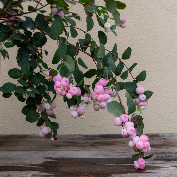 Symphoricarpos PROUD BERRY - Buy Coral Berry Shrubs Online