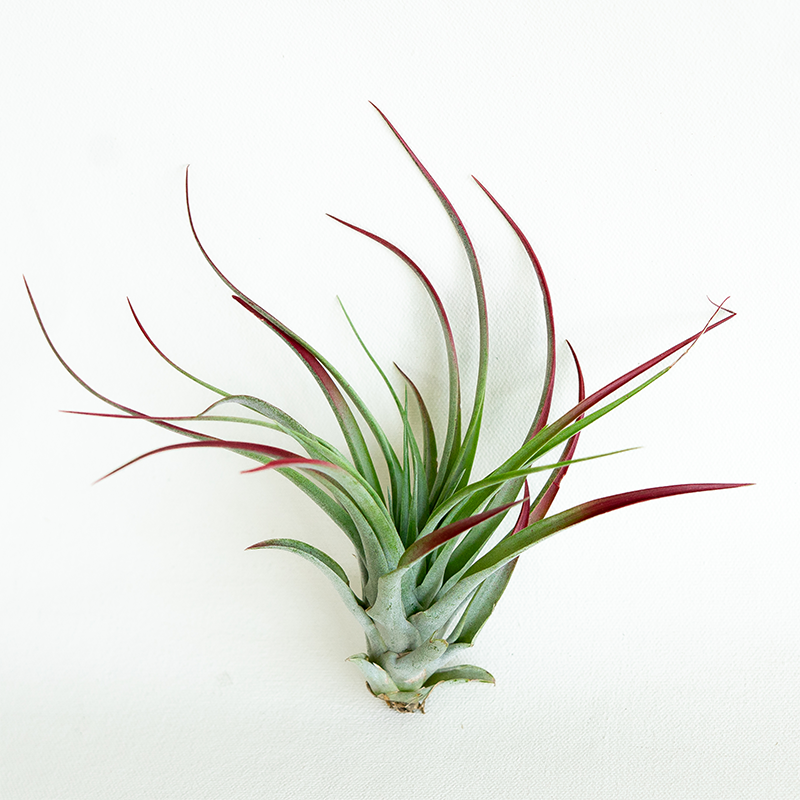 T. Brachycaulos Large Enhanced