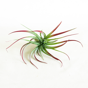 T. Brachycaulos Large Enhanced