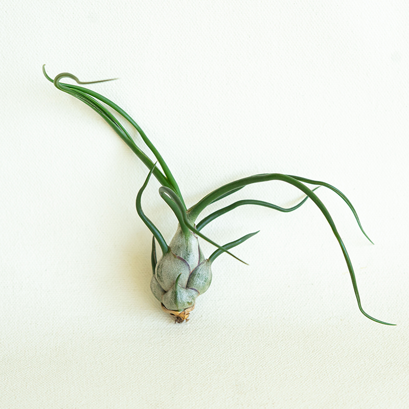T. Bulbosa Guatemala