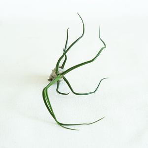 T. Bulbosa Guatemala