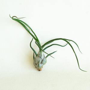 T. Bulbosa Guatemala