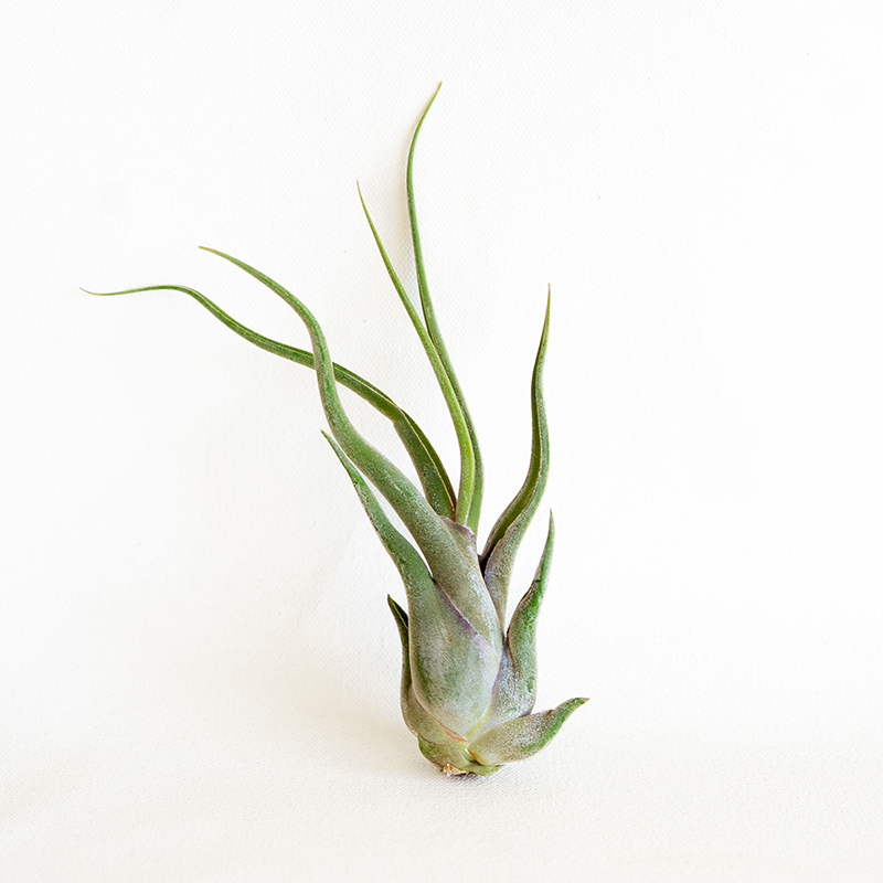 T. Caput Medusae
