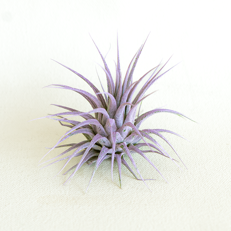 T. Ionantha Lilac Enhanced