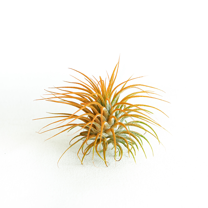 T. Ionantha Orange Enhanced