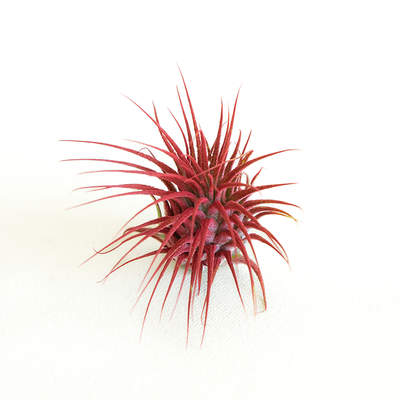 T. Ionantha Red Enhanced