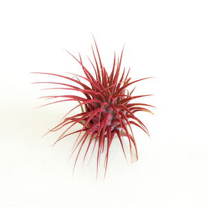 T. Ionantha Red Enhanced