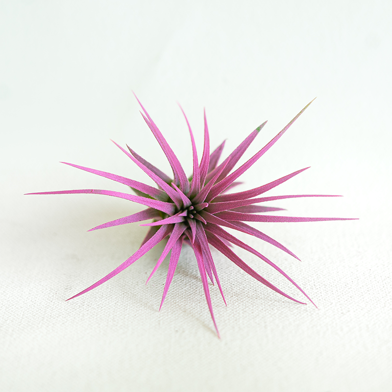 T. Ionantha Rubra Hardleaf Raspberry Enhanced