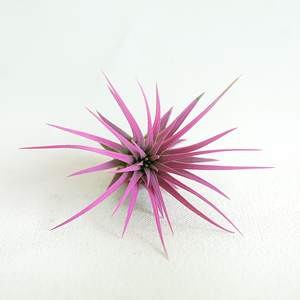 T. Ionantha Rubra Hardleaf Raspberry Enhanced