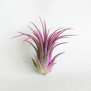 T. Ionantha Rubra Hardleaf Raspberry Enhanced