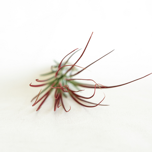 T. Juncea Red Enhanced Large