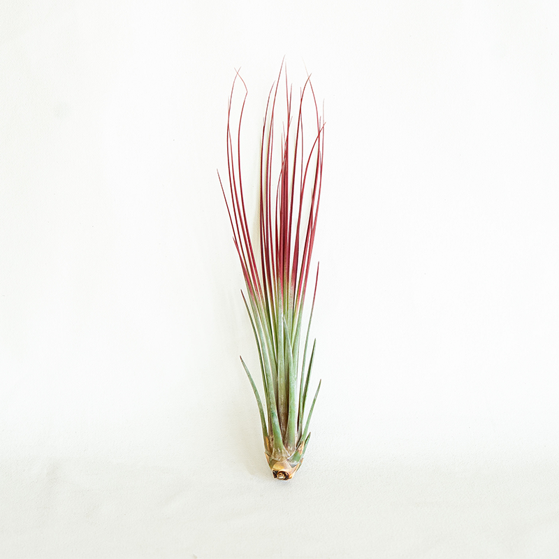 T. Juncea Red Enhanced Large